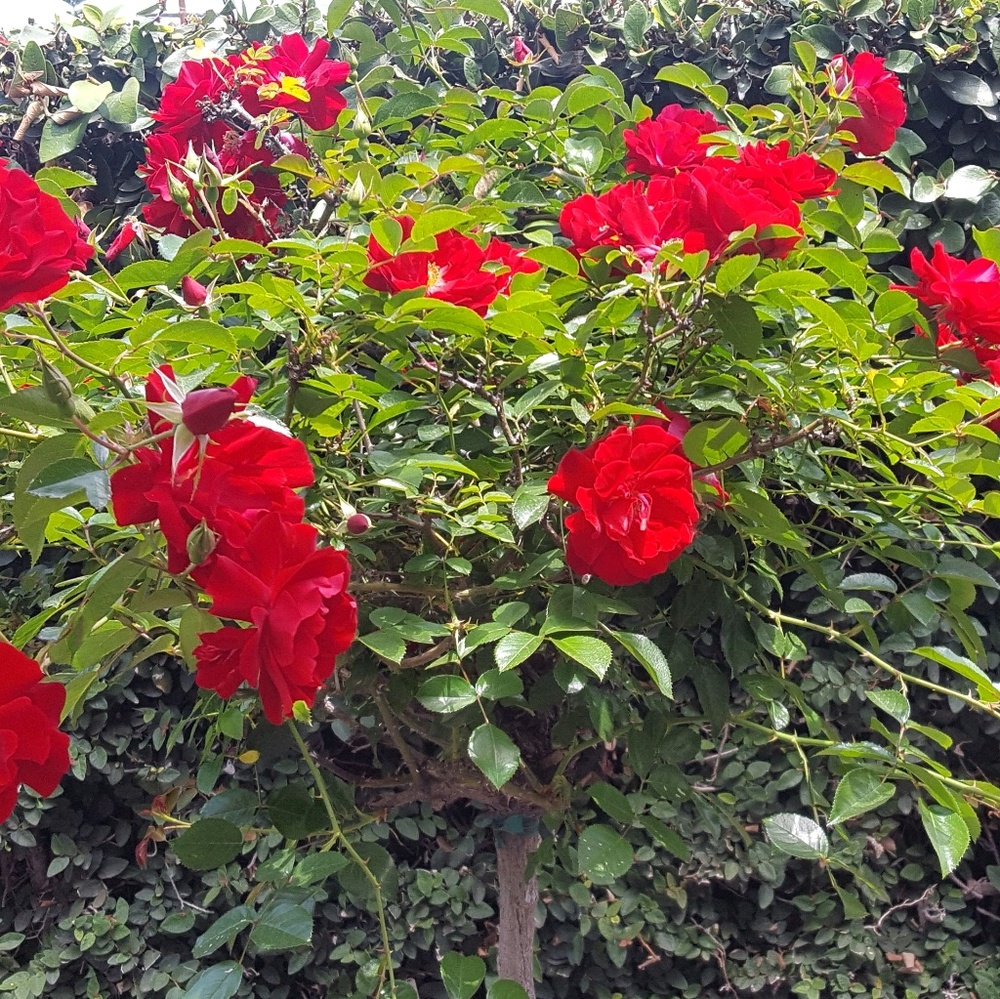 Meet your Posher, Denise